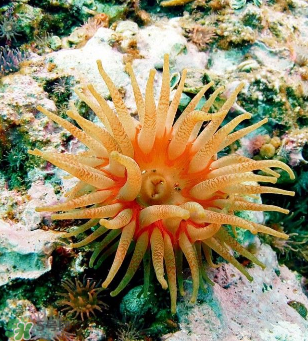 海葵能吃嗎？?？趺闯?？