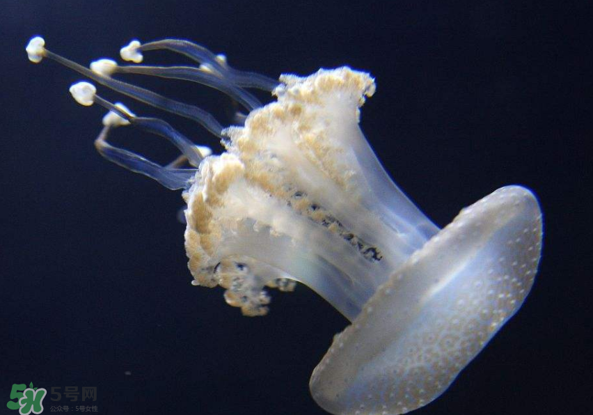 海蜇是生吃嗎？海蜇怎么吃？