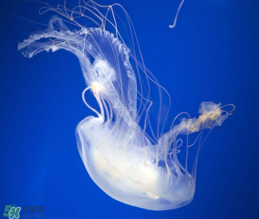 海蜇是生吃嗎？海蜇怎么吃？