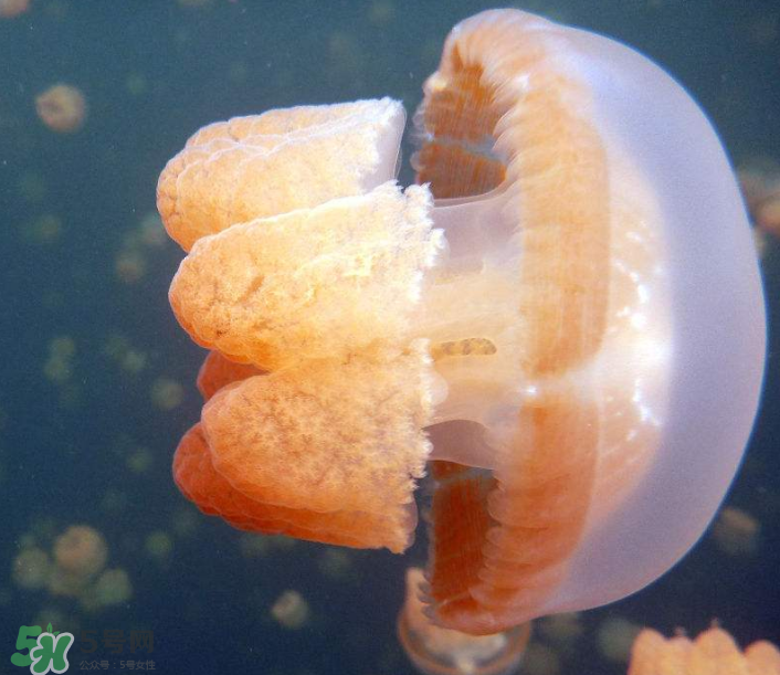 海蜇是生吃嗎？海蜇怎么吃？