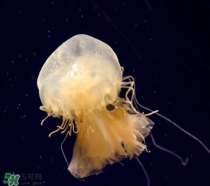 海蜇是生吃嗎？海蜇怎么吃？