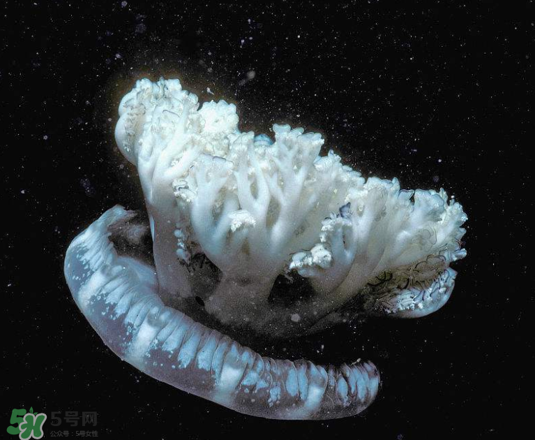 海蜇不泡能吃嗎？海蜇可以直接吃嗎？