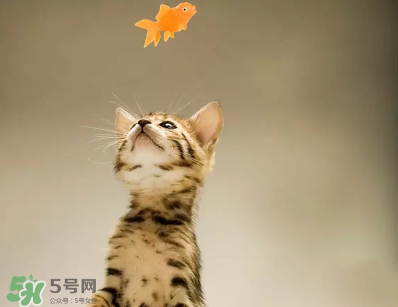孟加拉豹貓多少錢一只？孟加拉豹貓粘人嗎