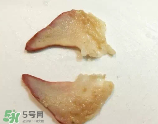 北極貝多少錢(qián)一斤？北極貝長(zhǎng)什么樣子