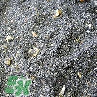 核桃粉怎么做？核桃粉的功效與作用
