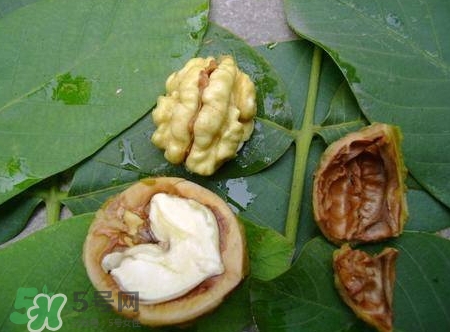青皮核桃和干核桃哪個(gè)營(yíng)養(yǎng)高？有什么區(qū)別？