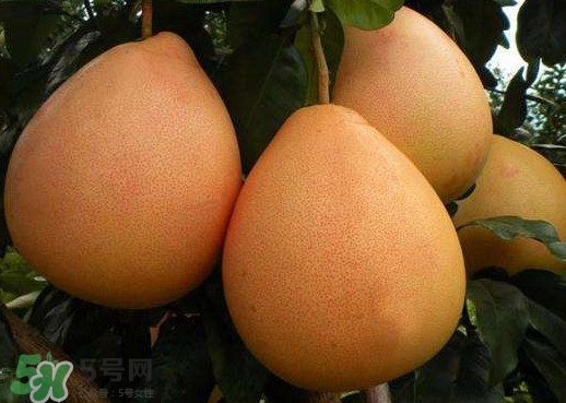 三紅蜜柚是哪里產(chǎn)的？三紅蜜柚什么時(shí)候上市？