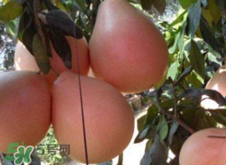 三紅蜜柚怎么挑選？三紅蜜柚種植方法與技巧