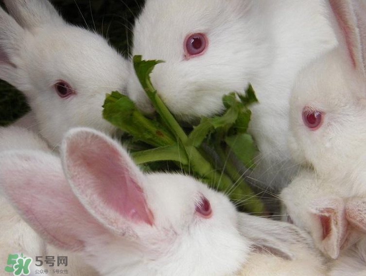 兔肉和羊肉能一起吃嗎？兔肉和羊肉相克嗎？