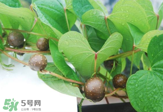 山藥豆能生吃嗎？山藥豆能帶皮吃嗎？