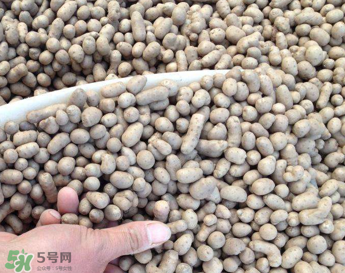 山藥豆能種植嗎？山藥豆怎么種？