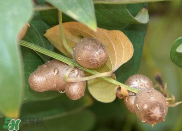 山藥豆能種植嗎？山藥豆怎么種？