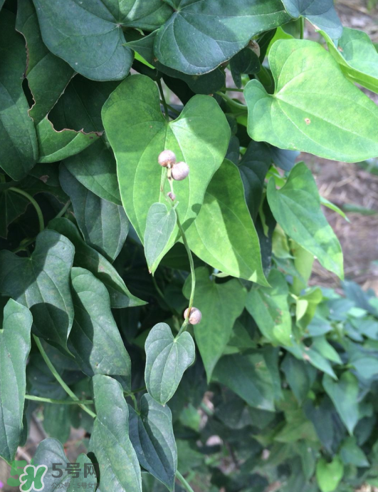 山藥豆能種植嗎？山藥豆怎么種？