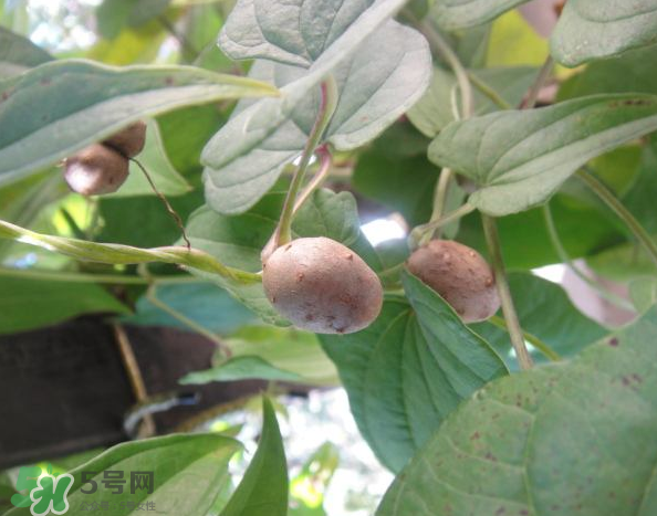 山藥豆能泡酒嗎？山藥豆能打豆?jié){嗎？