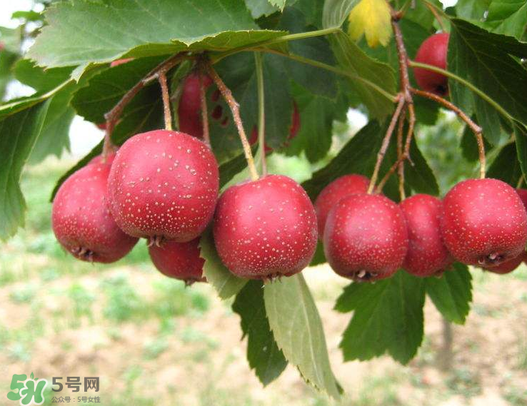山楂和菊花能一起泡水喝嗎？