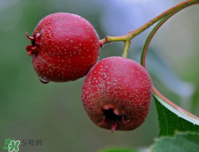 山楂和決明子泡茶喝的功效是什么？