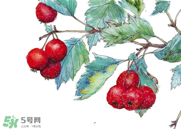 山楂要煲多長時間最好？山楂要什么時候吃最好？