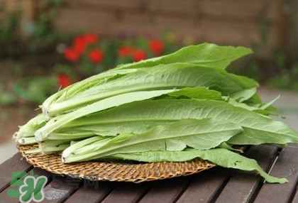 萵苣葉能吃嗎？萵苣葉和油麥菜有什么區(qū)別