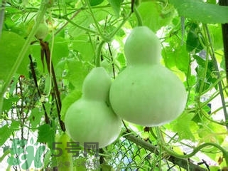 醋泡洋蔥能降血壓嗎？哪些食物可以降血壓？