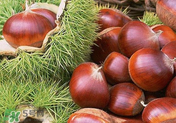 板栗酒能治療腎陽虛嗎？板栗泡酒真的能壯陽嗎？