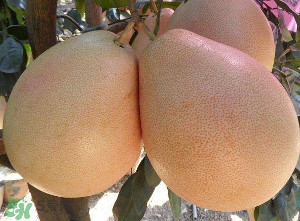 三紅蜜柚湖南可以種嗎？什么地方合適種三紅蜜柚
