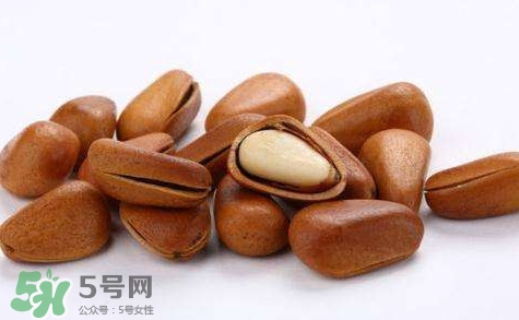 松子靠什么傳播種子的？松子是什么樹的果實