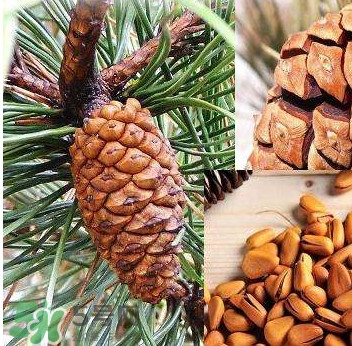 松籽是什么樹結(jié)的？松子還是松籽？