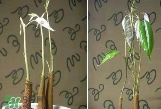 榴蓮籽能種嗎？榴蓮籽怎么種小盆栽？
