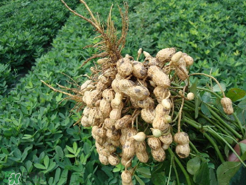 花生的藥用價值有哪些？花生不能和什么一起吃？
