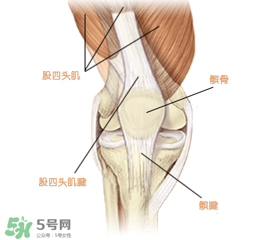 風濕可以吃螃蟹嗎？得了風濕能吃螃蟹嗎？