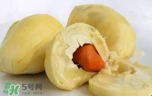 榴蓮籽能種嗎？榴蓮籽怎么種小盆栽？