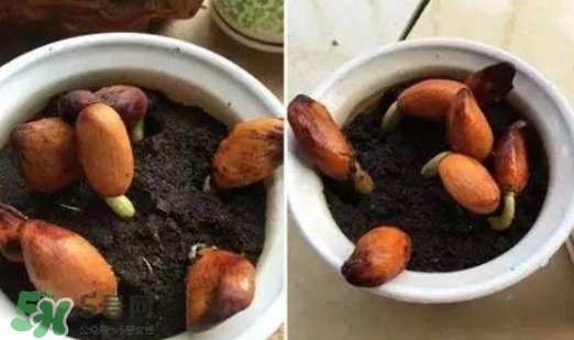 榴蓮籽能種嗎？榴蓮籽怎么種小盆栽？