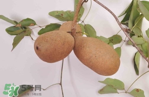 八月炸果為什么種的人少？八月炸可以放多久