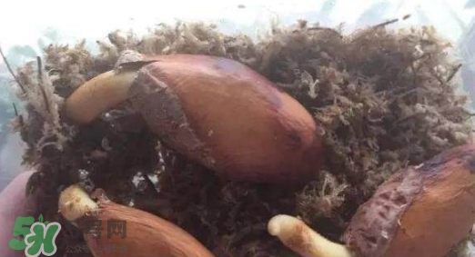 榴蓮籽能種嗎？榴蓮籽怎么種小盆栽？