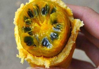 八月炸適合哪里種植？八月炸作用和功效是什么