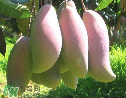 芒果有哪些品種？哪種芒果最好吃？