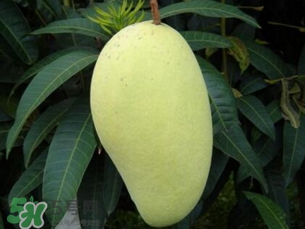 芒果有哪些品種？哪種芒果最好吃？