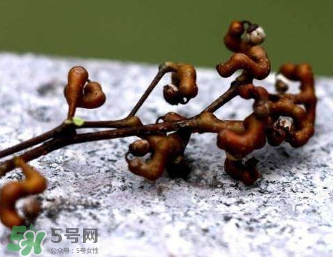 拐棗可以嫁接嗎？拐棗是哪里的特產(chǎn)