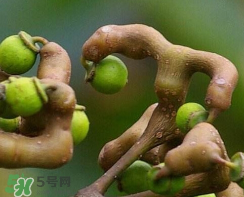 拐棗為什么沒(méi)人買？拐棗學(xué)名是什么