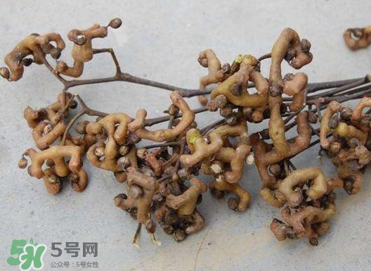 拐棗可以嫁接嗎？拐棗是哪里的特產(chǎn)