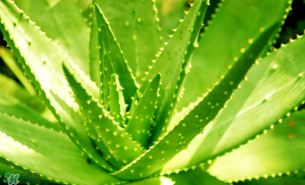 蘆薈泡酒的注意事項(xiàng)有哪些？蘆薈泡酒的做法