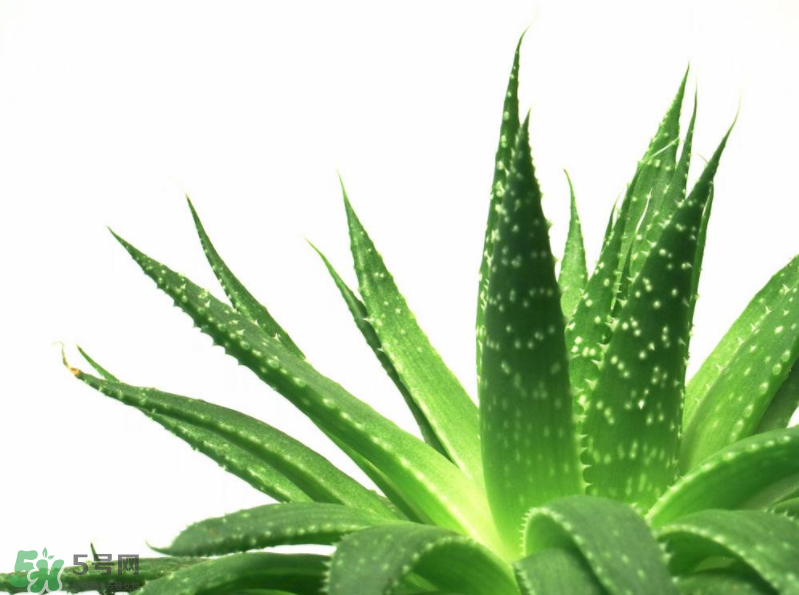 蘆薈有哪些作用？蘆薈會(huì)開(kāi)花嗎？