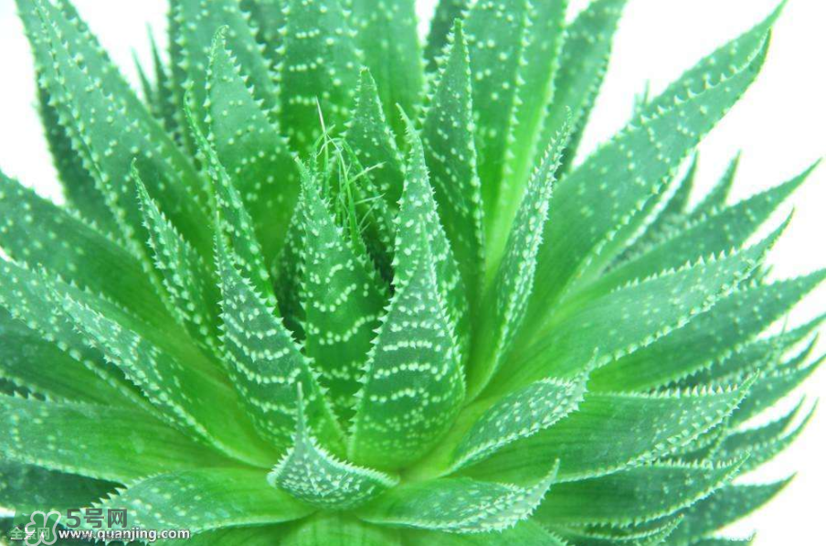 蘆薈有哪些作用？蘆薈會(huì)開(kāi)花嗎？