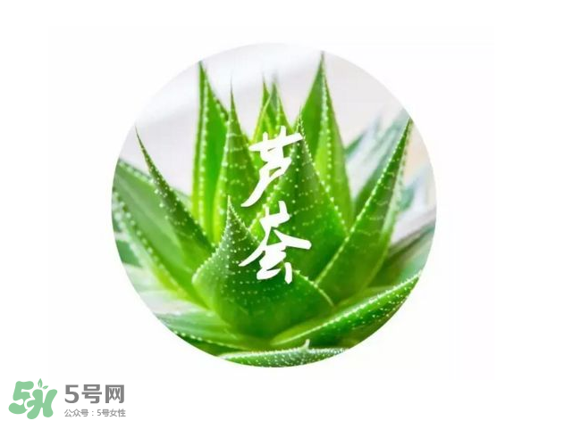 蘆薈膠的醫(yī)療作用有哪些？蘆薈膠的使用方法有哪些？