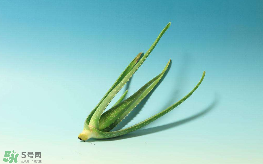 蘆薈膠的醫(yī)療作用有哪些？蘆薈膠的使用方法有哪些？