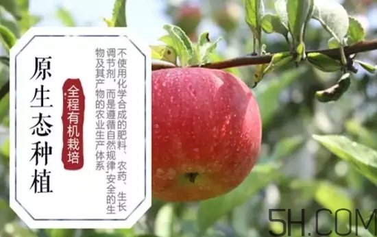 美八蘋(píng)果價(jià)格多少錢(qián)？美八蘋(píng)果多少錢(qián)一斤？