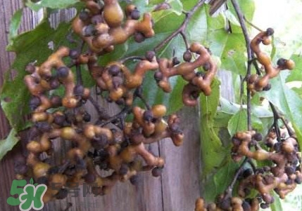 拐棗熬水喝有哪些好處？拐棗怎樣種植