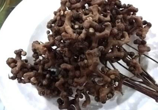 拐棗可以嫁接嗎？拐棗是哪里的特產(chǎn)