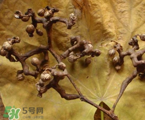 拐棗為什么沒(méi)人買？拐棗學(xué)名是什么
