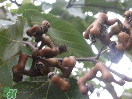 拐棗熬水喝有哪些好處？拐棗怎樣種植